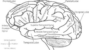 anatomy of the brain